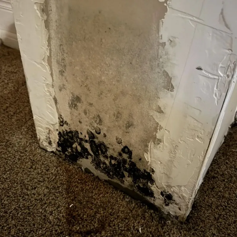 Professional Mold Removal in Hellertown, PA